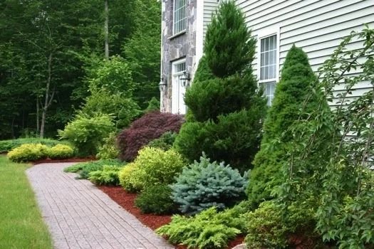 Tree & Shrub Planting in Antioch project 9