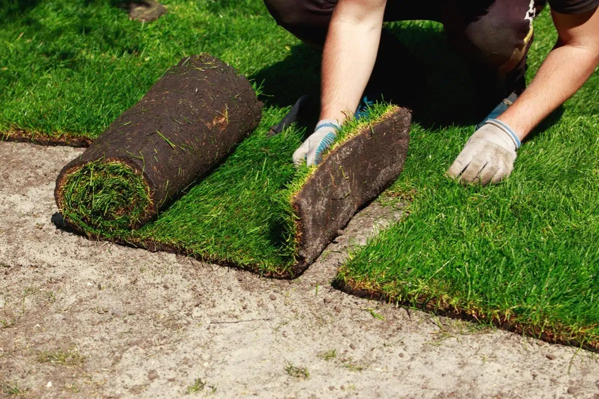 Sod Installation in Antioch project 5